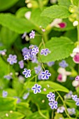 OMPHALOIDES CAPPADOCICA STARRY EYES