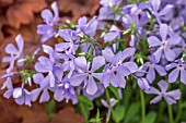 PHLOX DIVARICATA CLOUDS OF PERFUME