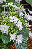 HYDRANGEA FIREWORKS