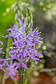 CAMASSIA LEICHTLINII