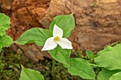 TRILLIUM GRANDIFLORUM