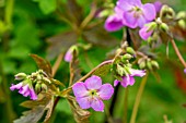 GERANIUM MACULATUM ELIZABETH ANN