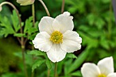ANEMONE SYLVESTRIS