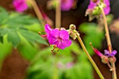 GERANIUM MACRORRHIZUM BEVANS VARIETY