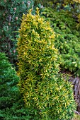 TAXUS BACCATA FASTIGIATA STANDISHII