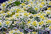 EUPHORBIA EPITHYMOIDES FIRST BLUSH