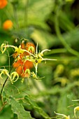 EPIMEDIUM SPINE TINGLER