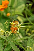 EPIMEDIUM SPINE TINGLER