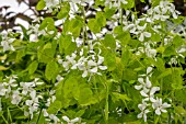 LUNARIA ANNUA RUTH