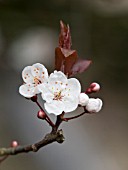 PRUNUS CERASIFERA NIGRA AGM