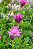 OSTEOSPERMUM HARDY PINK