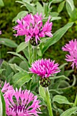 CENTAUREA MONTANA JOYCE