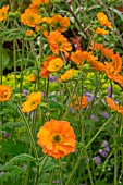 GEUM TOTALLY TANGERINE