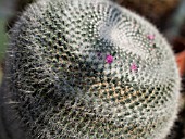 MAMMILLARIA HAHNIANA