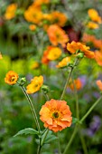 GEUM TOTALLY TANGERINE