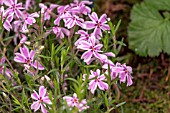 PHLOX SUBULATA TAMAOGALEI