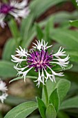 CENTAUREA MONTANA PURPLE HEART