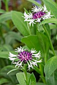 CENTAUREA MONTANA PURPLE HEART