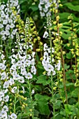 VERONICA GENTIANOIDES TISSINGTON WHITE