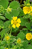 POTENTILLA MEGALANTHA