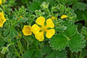 POTENTILLA MEGALANTHA