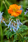 CORYDALIS FLEXUOSA CHINA BLUE