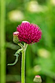 CIRSIUM RIVULARE ATROPURPUREUM