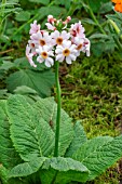 PRIMULA JAPONICA APPLEBLOSSOM