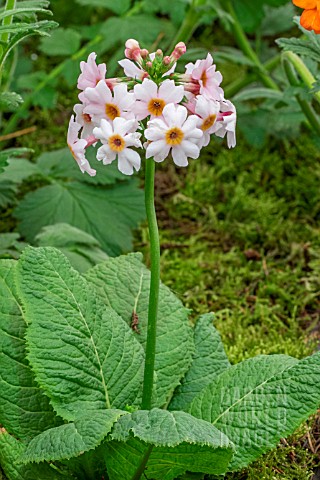 PRIMULA_JAPONICA_APPLEBLOSSOM