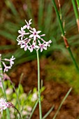 TULBAGHIA PURPLE EYE