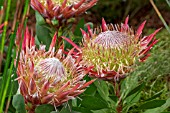 PROTEA CYNAROIDES LITTLE PRINCE