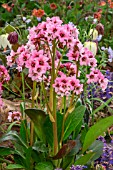 BERGENIA PINK DRAGONFLY