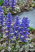 AJUGA REPTANS BURGANDY GLOW