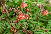 GEUM LEONARDS VARIETY