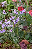 PULMONARIA OPAL