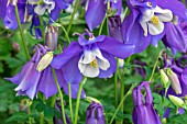 AQUILEGIA SPRING MAGIC BLUE