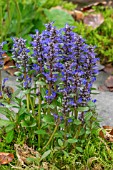 AJUGA REPTAN CHOCOLATE CHIP