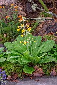 PRIMULA CHUNGENSIS