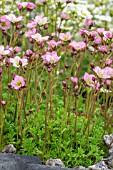 SAXIFRAGA APPLE BLOSSOM