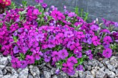 PHLOX DOUGLASII RED ADMIRAL