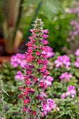 ECHIUM RUSSICUM