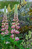 LUPINUS THE CHATELAINE