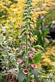 DIGITALIS PIPPA