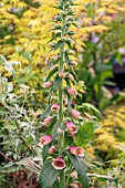 DIGITALIS PIPPA