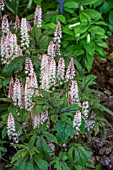 TIARELLA PINK SKYROCKET