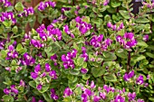 POLYGALA MYRTIFOLIA