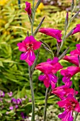 GLADIOLUS BYZANTINUS