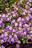 JOVELLANA VIOLACEA