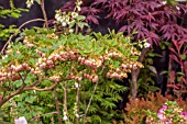 ENKIANTHUS CAMPANULATUS