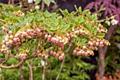 ENKIANTHUS CAMPANULATUS